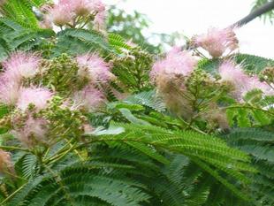 イギリス館のねむの木