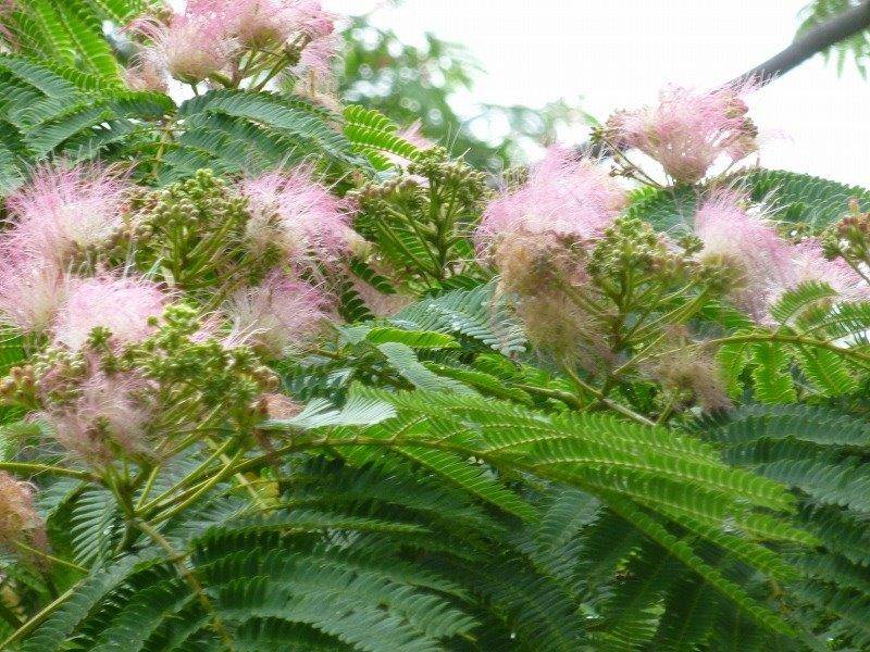 イギリス館のねむの木の写真