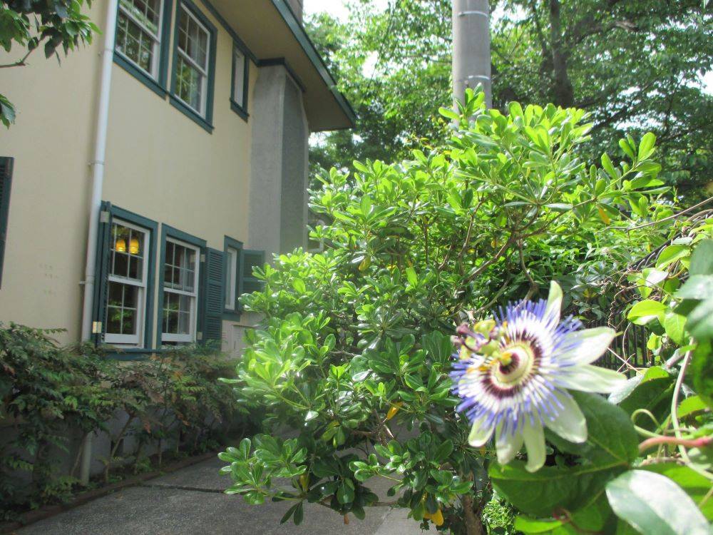 山手234番館のトケイソウの写真