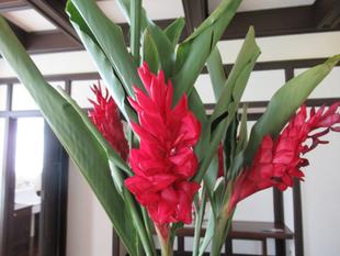 ベーリック・ホール 夏の花を飾りました