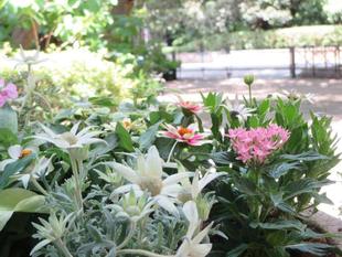 山手234番館　初夏のプランター