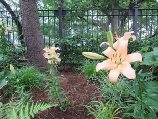 ベーリック・ホール 庭園の様子