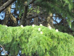 ベーリック・ホール ヒマラヤスギの松ぼっくり