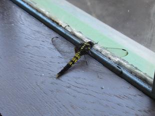 ベーリック・ホール 珍しいお客様