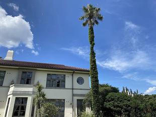 イギリス館のワシントンヤシ