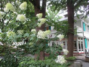 エリスマン邸 梅雨の季節の花々