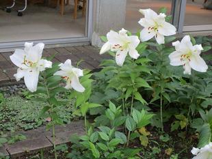 ブラフ18番館 7月のお庭から