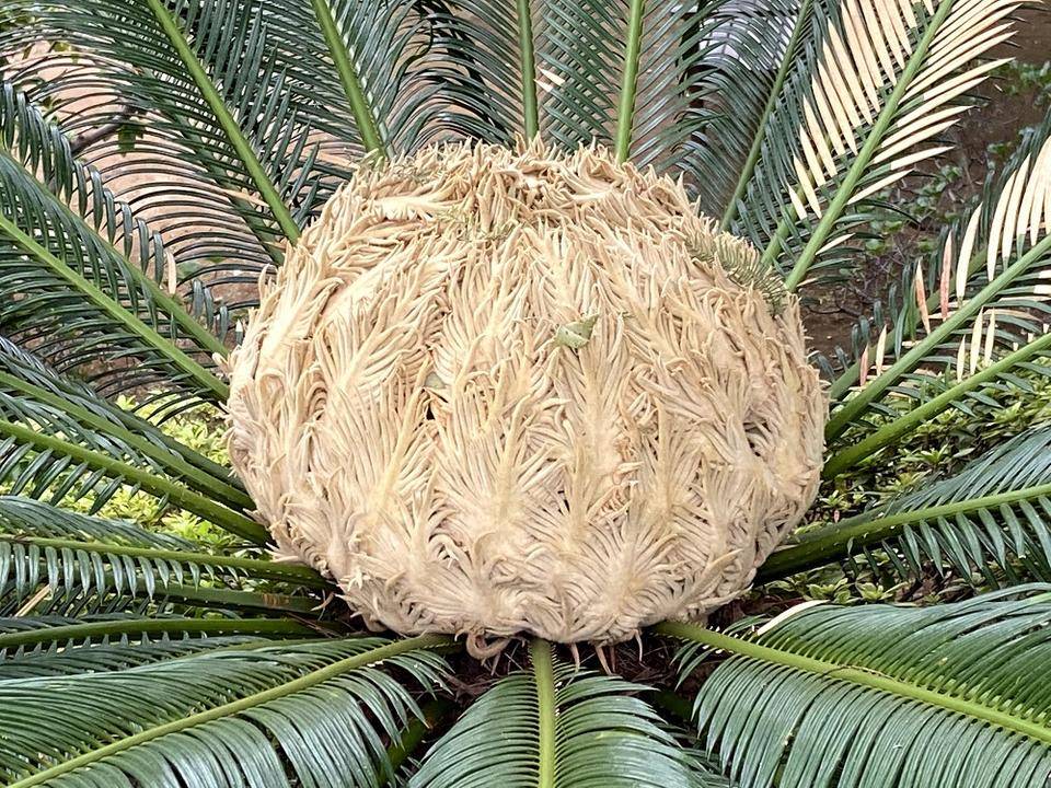 ソテツの新芽の写真