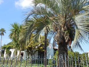 山手111番館 前庭のナツメヤシとニオイシュロランの木