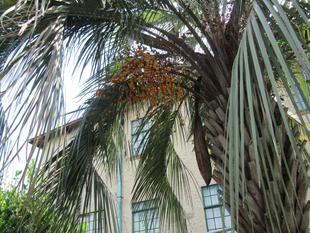 ベーリック・ホール あちらこちらの木に実が。