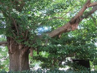 山手イタリア山庭園のイチョウ