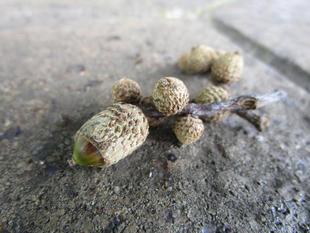 ブラフ18番館の小さい秋見つけた