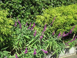 ベーリック・ホール　秋のたより