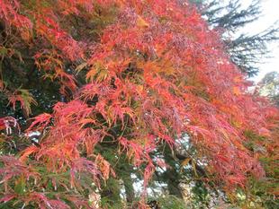 ベリック・ホール　紅葉と冬の準備