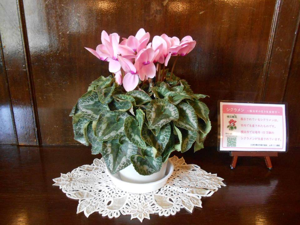 横浜山手西洋館 シクラメンの展示の写真
