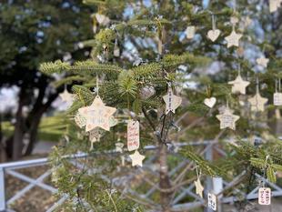 外交官の家「星に願いを」