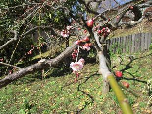 ブラフ18番館 ブラフ日記