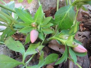 山手234番館　芽吹き