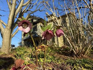 外交官の家 クリスマスローズ