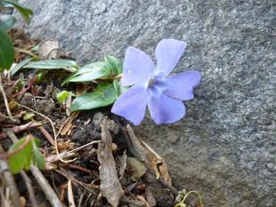 ブラフ18番館 春の訪れ