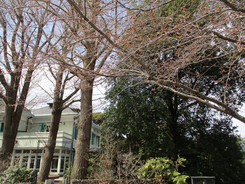 エリスマン邸　桜開花情報【2022年3月20日】の写真