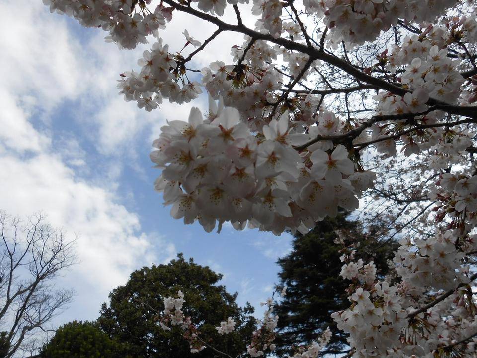 山手111番館のダイニングルームから見た桜4【2022年3月27日】の写真