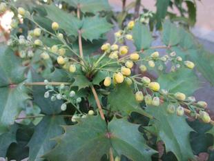 山手２３４番館　芽吹きのその後