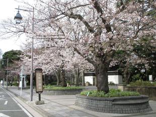 山手234番館 桜開花情報【2022年3月26日】