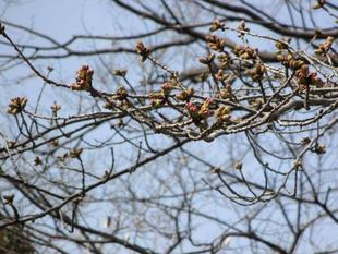 山手234番館　桜開花情報【2022年3月16日】