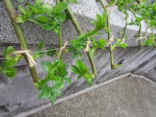 ブラフ18番館「丹精込めて」