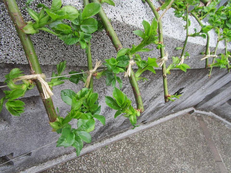 ブラフ18番館「丹精込めて」の写真