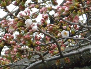 山手111番館 ダイニングルームから見た桜2【2022年3月20日】