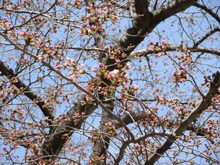 山手234番館 桜開花情報【2022年3月20日】