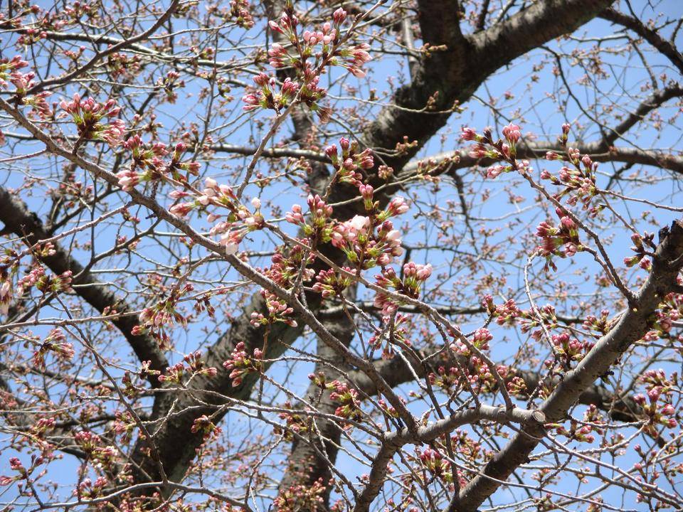 山手234番館 桜開花情報【2022年3月20日】の写真