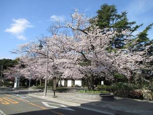山手234番館 桜開花情報【2022年3月28日】