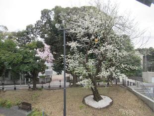 ベーリック・ホール 桜開花情報【2022年3月29日】