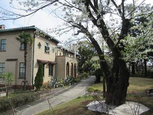 ベーリック・ホール 桜開花情報【2022年3月31日】