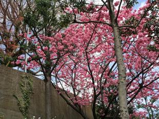 ブラフ18番館 ブラフ日記