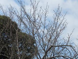 ベーリック・ホール 桜開花情報【2022年3月20日】