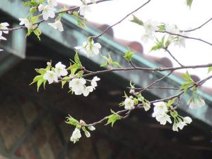ベーリック・ホール 桜開花情報【2022年3月27日】