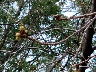 エリスマン邸前庭の門の横のソメイヨシノ【2022年3月16日】
