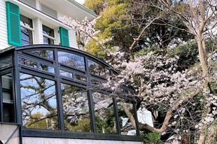 エリスマン邸 桜開花情報【2022年3月28日】