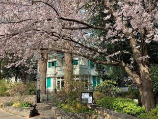 エリスマン邸 桜開花情報【2022年3月31日】