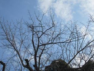 ベーリック・ホール　桜開花情報2022年3月4日