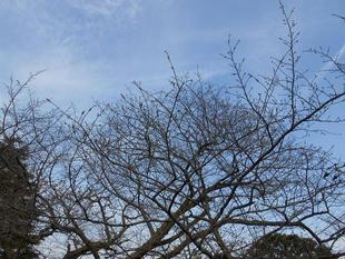 山手111番館　ダイニングルームから見た桜【2022年3月13日】
