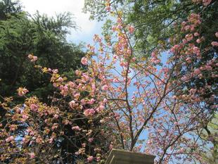 ベーリック・ホール　桜開花情報（ヤエザクラ）【2022年4月11日】