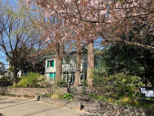 エリスマン邸　桜開花情報【2022年4月8日】