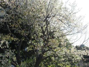  ベーリック・ホール　桜開花情報【2022年4月5日】