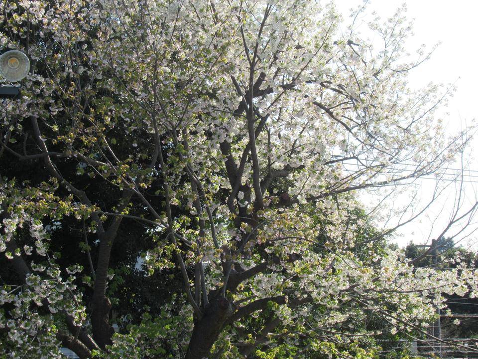 ベーリック・ホール 桜開花情報【2022年4月5日】の写真