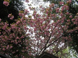 ベーリック・ホール　桜開花情報（ヤエザクラ）【2022年4月14日】